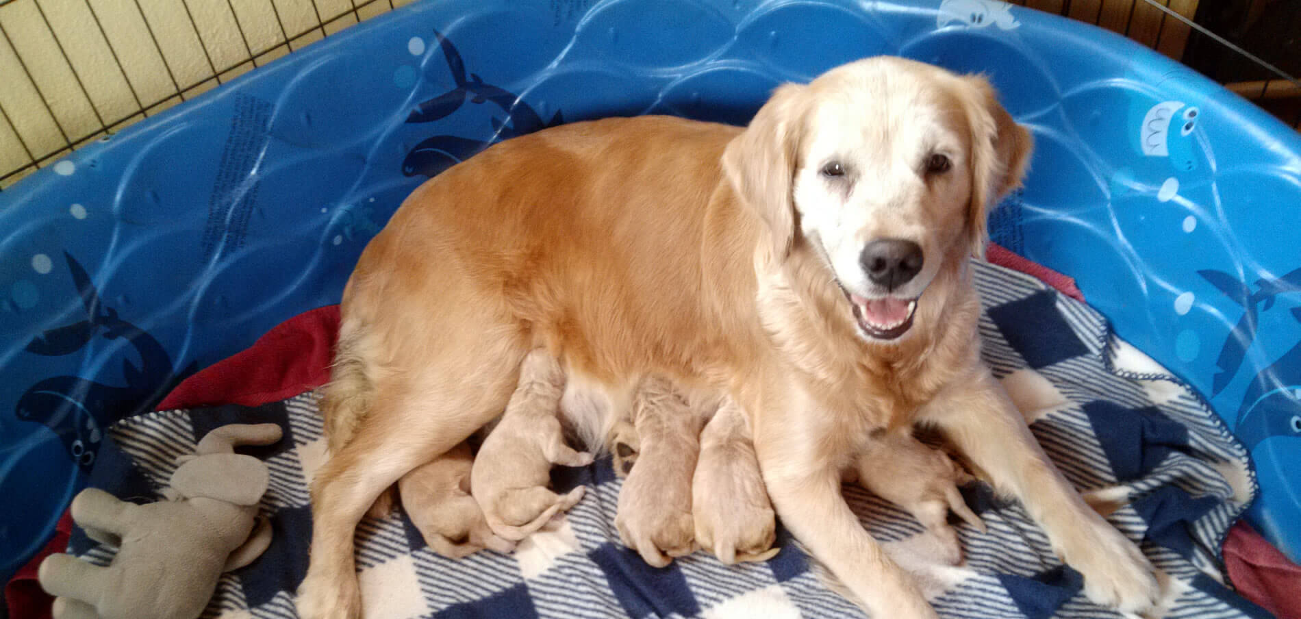 Golden Retriever Mother and five pups in blue baby pool